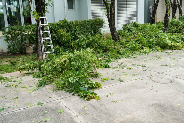 Professional Tree Removal in Fords, NJ